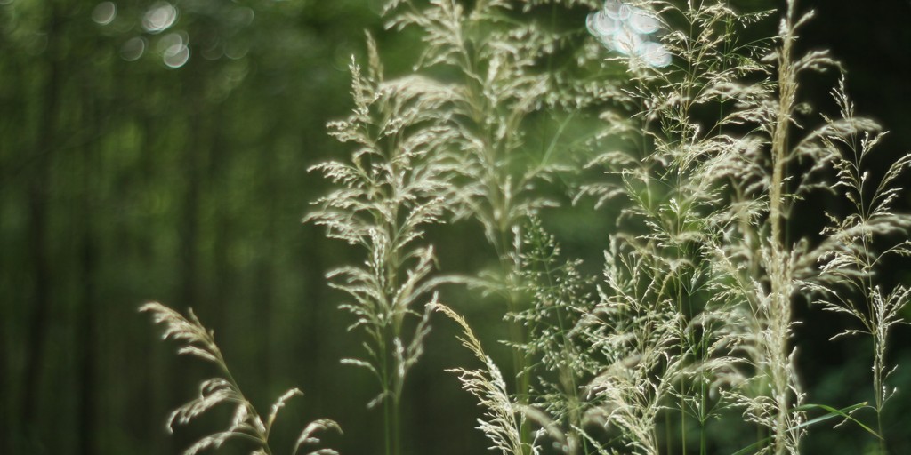 Bokeh